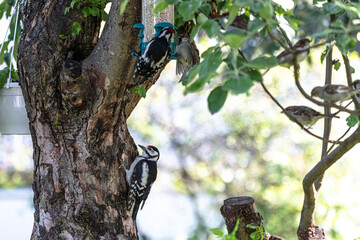 two woodpeckers on a tree.
Close-up