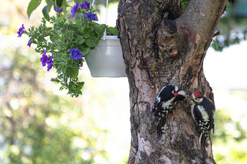 Two woodpeckers. Mother and chick on a tree. Feeding the chick. . (Forest climbing bird with a strong beak).