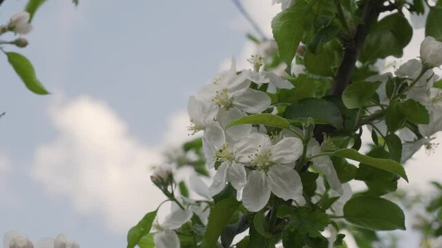 Closeup view of some abloom apple flowers and a beautiful sky.