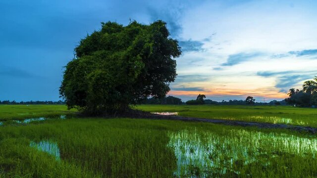 Time Lapse : Lone Tree At Paddy Field Of Kedah,Malaysia From Day To Night.HD