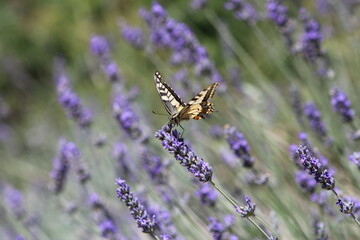 Lavender field in Italy on sunlight,Blooming Violet fragrant lavender flowers.Violet petals, close up.Spring blooming season,Gardening.