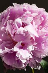 Close-up on peony bloom