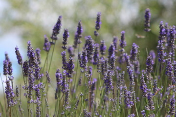 Lavender field in Italy on sunlight,Blooming Violet fragrant lavender flowers.Violet petals, close up.Spring blooming season,Gardening.