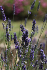 Lavender field in Italy on sunlight,Blooming Violet fragrant lavender flowers.Violet petals, close up.Spring blooming season,Gardening.