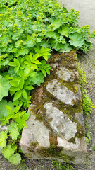 old stone and leaves