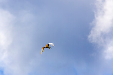 A flying Little Egret (Egretta garzetta) with open wings