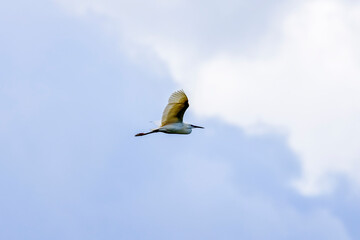 A flying Little Egret (Egretta garzetta) with open wings