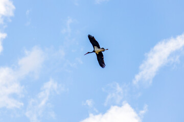 Adult Black Stork (Ciconia nigra) in flight during spring migration on the Greek island Lesvos.