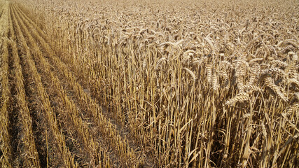 Diagonal view of wheat stubble on the left side where the combine harvester has passed and the remaining harvest ready wheat on the field on the right side