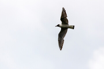 A European Herring Gull (Larus argentatus) in flight.