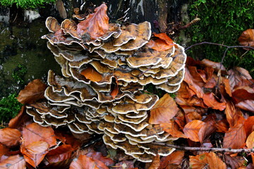 pilz, mushroom, natur, baum, wald, braun, mushroom, herbst, pilz, essen, holz, auflösungszeichen,...