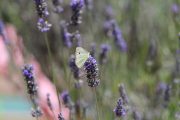 Lavender field in Italy on sunlight,Blooming Violet fragrant lavender flowers.Violet petals, close up.Spring blooming season,Gardening.