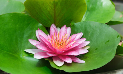 Fresh pink lotus yellow petals flower isolated circle green leaves background in pond. multi layer...