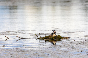 Great Crested Grebe (Podiceps cristatus) on the nest