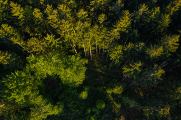 Aerial german forest near the Alps and Munich seen from above. Pine tree forest of Forstenrieder...