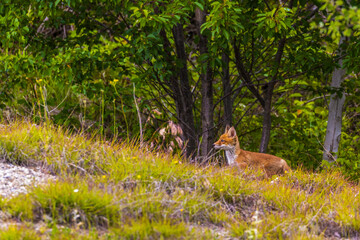 Fototapeta premium Fox cubs playing around their den
