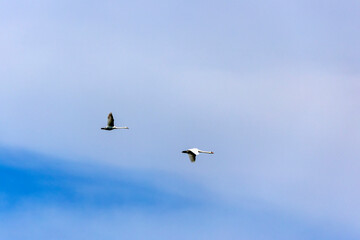 Fototapeta premium two whooper swans flying in blue sky