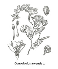 Branch of the beautiful and gentle field bindweed Convolvulus arvensis with flowers, leaves, tendrils and buds. Hand drawing, black and white and color, isolated on background.