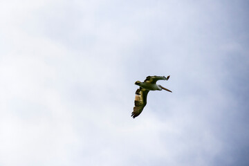 Dalmatian Pelican (Pelecanus crispus) in flight. Danube Delta, Romania
