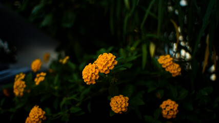 Yellow Lantana Solid in the Cut