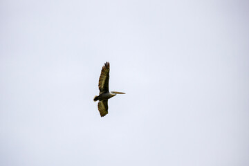 Dalmatian Pelican (Pelecanus crispus) in flight. Danube Delta, Romania