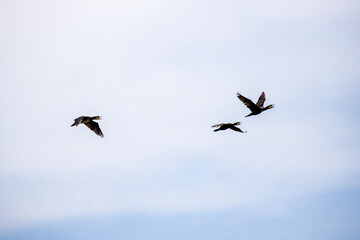 Fototapeta premium Group of great cormorant (Phalacrocorax carbo) in flight on sky background.