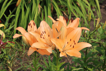 Obraz premium A cluster of beautiful gentle peach-colored flowers with dark red stamens.