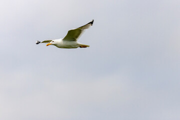A European Herring Gull (Larus argentatus) in flight.