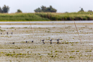 Whiskered terns sitting near place to nest