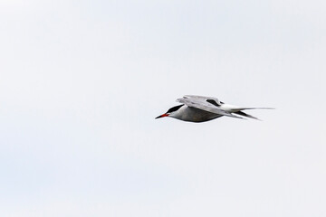 Whiskered Tern in Flight (Chlidonias hybridus)