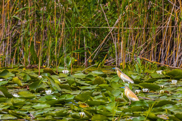 The squacco heron (Ardeola ralloides) in the Danube Delta Biosphere Reserve in Romania