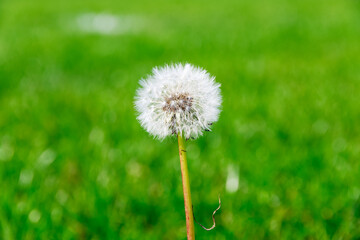 Closeup of a dandelion against green grass background in London