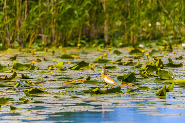 The squacco heron (Ardeola ralloides) in the Danube Delta Biosphere Reserve in Romania