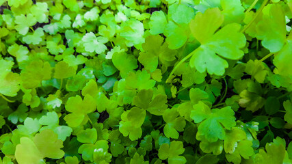 seedlings growing in the nursery, growing saplings,ABSTRACT Seedling cultivation and breeding of  in nursery trays