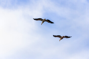Obraz premium Great White Pelican, pelecanus onocrotalus, Group in Flight.