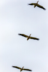 Great White Pelican, pelecanus onocrotalus, Group in Flight.