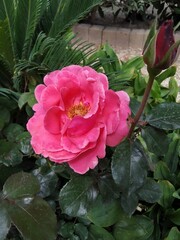 The pink rose in the terrestrial ,Rose is the beautiful flowers and have a sensual fragrance then has been called 