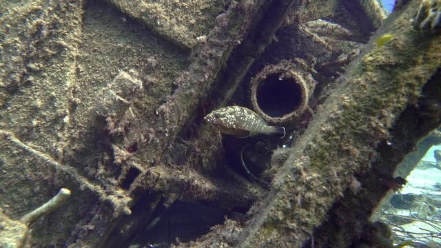 Brown grouper fish swimming underwater against old shipwreck, part 1
Brown grouper fish or brown spotted cod swimming on ocean seabed against old shipwreck, part 1