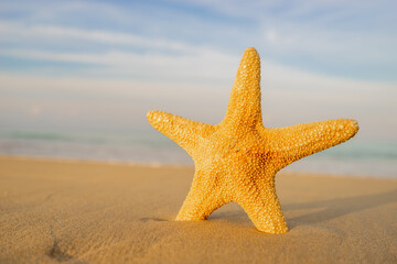 Fototapeta na wymiar Starfish on the beach