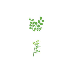 Moringa leaf Logo Template vector