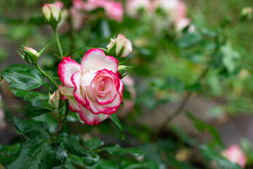 Nice white and pink rose flower with water drops after rain with empty space for text