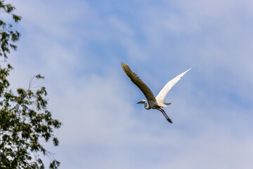 White heron, Great Egret, fly on the lake background. Water bird in the nature habitat. Wildlife scene