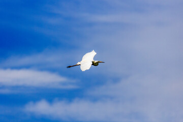White heron, Great Egret, fly on the lake background. Water bird in the nature habitat. Wildlife scene