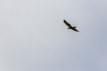 Obraz premium Saker Falcon, falco cherrug, Adult in Flight against Blue Sky