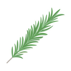 Sprig of rosemary on a white background. Realistic performance.