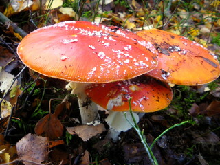 mushroom, wald, herbst, pilz, giftpilz, natur, rot, wulstlinge, giftig, fliegenpilz, gift, pilz, fliege, gras, mushroom, pflanze, kappe, weiß, blatt, jahreszeit, green, giftig, moos
