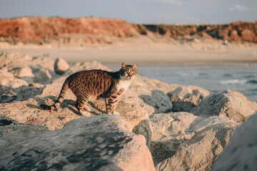 Obraz na płótnie Canvas cat sitting on a rocky beach
