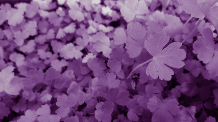 Fototapeta premium purple flowers background