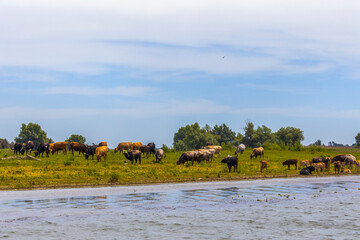 Fototapeta na wymiar Group of cows in the Danube delta