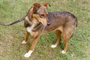 red dog on a leash walks on the street